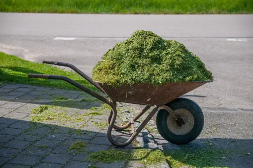 Read more about the article Other Uses for Grass Clippings besides Mulch