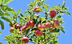 Read more about the article How to Grow an Apple Tree 4 Causes