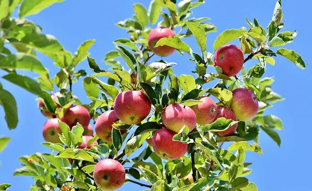 You are currently viewing How to Grow an Apple Tree 4 Causes