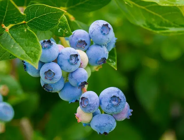 You are currently viewing How to Treat Brown or Yellow Blueberry Leaves