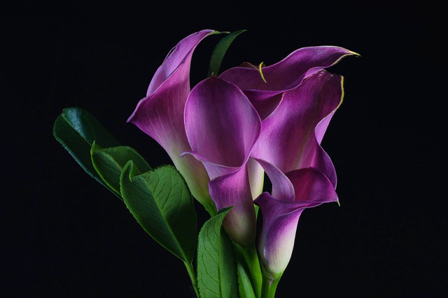 Read more about the article Why Aren’t My Calla Lilies Blooming?