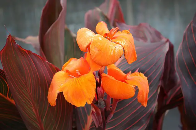 You are currently viewing 5 Reasons Your Canna Lilies Are Drooping