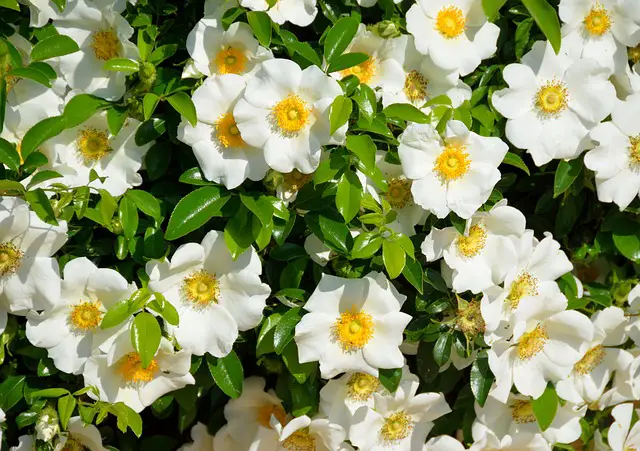 Read more about the article How Fast Gardenias Grow and Growth Tips