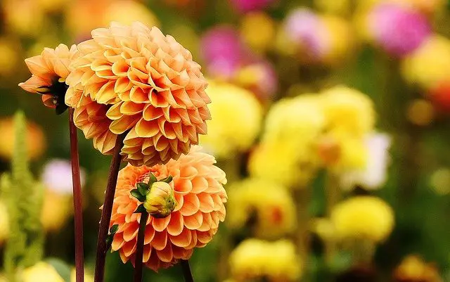Read more about the article Zinnia versus Dahlia Distinctions to Recognize