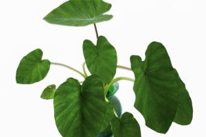 Read more about the article How To Resurrect A Dying Elephant Ear Plant