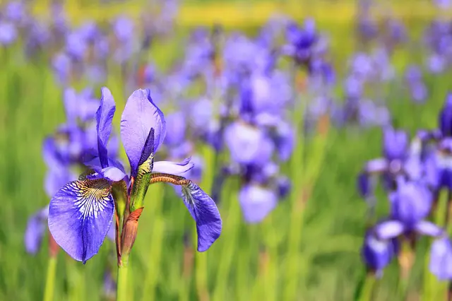Read more about the article Why Are My Irises Not Blooming?