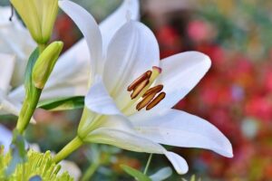 Read more about the article How to Grow Peace Lilies Indoors