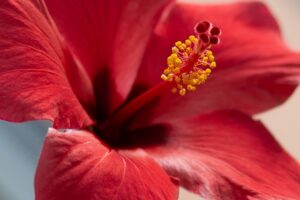 Read more about the article 3 Tips for Winter Hibiscus Care