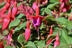 Read more about the article Curled Fuchsia Leaves 3 Reasons