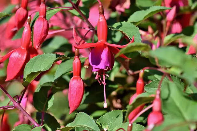 Read more about the article Curled Fuchsia Leaves 3 Reasons