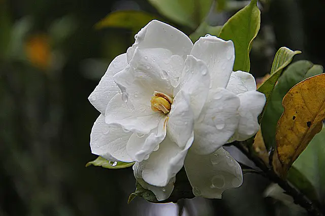 Read more about the article Gardenia versus Magnolia Important Distinctions