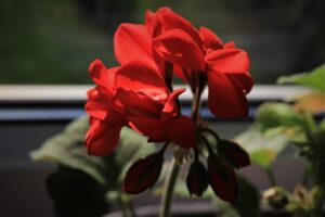 Read more about the article Overwintering Geraniums: Simple Advice