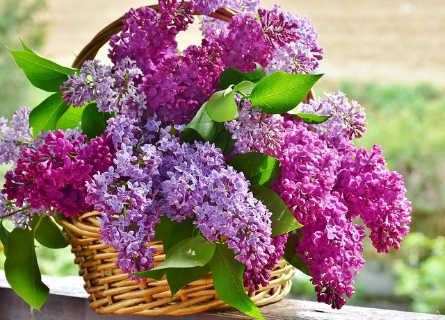 You are currently viewing 7 Reasons a Lilac Bush Doesn’t Bloom