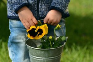 Read more about the article How to Grow Pansies in Window Boxes
