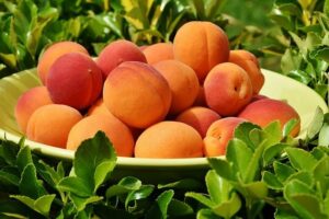 Read more about the article Is it possible to grow peach trees indoors?