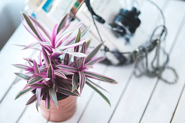 Read more about the article 7 Easy Ways to Get Rid of Indoor Plant Bugs