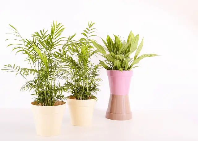 5 Indoor Plants Poisonous to Cats and Dogs