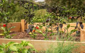 Read more about the article The Most Effective Method for Watering Raised Beds