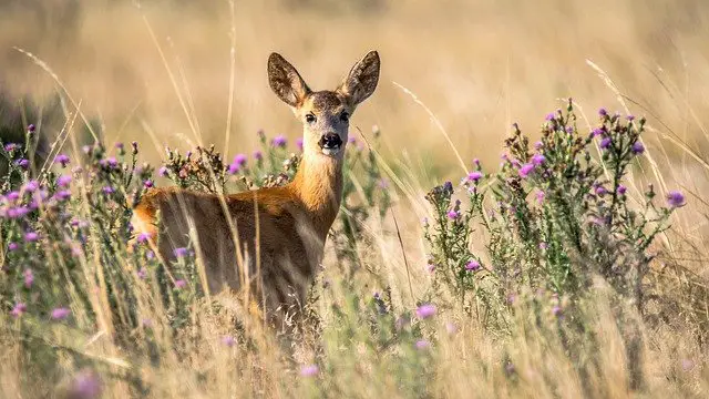 Read more about the article 5 Effective Ways to Keep Deer Out of Your Flowers