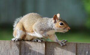 Read more about the article Why Do Squirrels Bully Dogs?