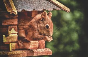 Read more about the article How Long Do Squirrels Stay In One Place?