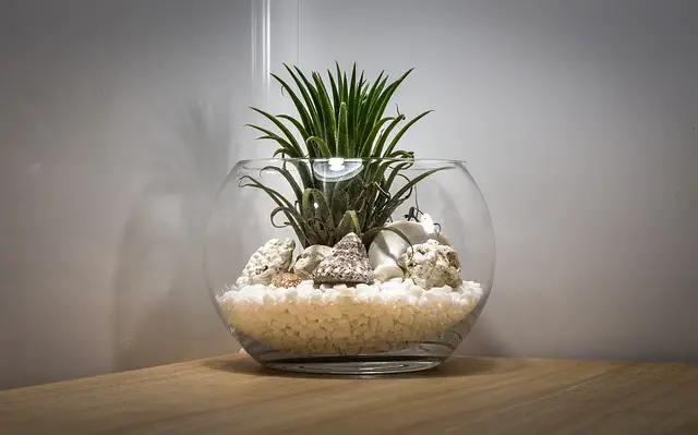 You are currently viewing An Air Plant’s Flower and Puppy Care